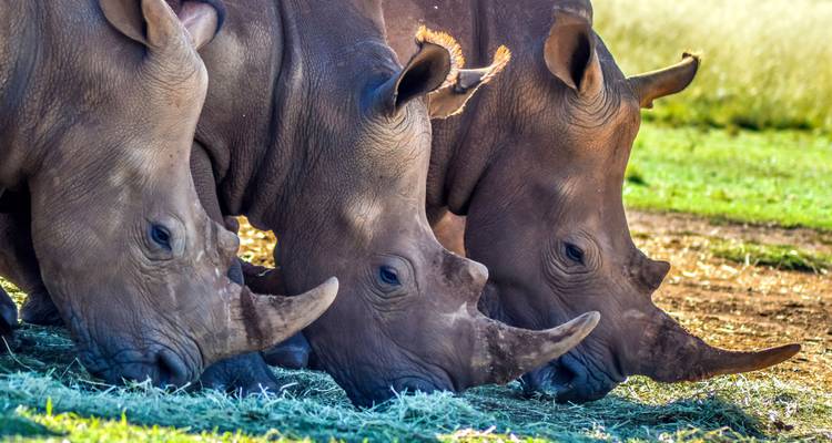 Afrique du Sud : Faune, Route des Jardins et Ville Mère Le Cap - Wanderful Holidays LLC 6