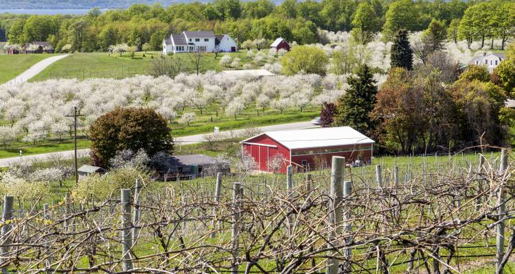 Verger au printemps fleuri et vignobles avec une grange rouge et une maison de ferme situés dans la campagne vallonnée du Michigan.