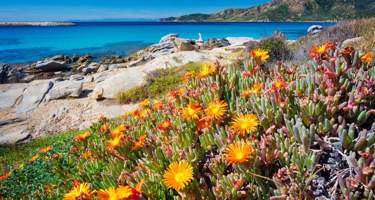 Bunte Blumen und Sukkulenten an einem felsigen Strand mit blauem Wasser.