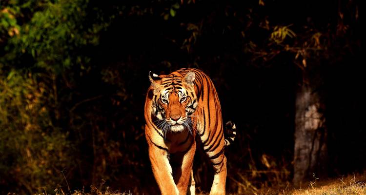 Circuit du Triangle d'Or et de Ranthambhore avec hébergement 4 étoiles - MTA Destination Management Company 6