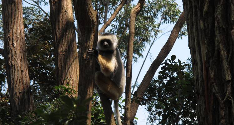 Circuit de 11 jours à l'est de Madagascar - Fosa Travel 1