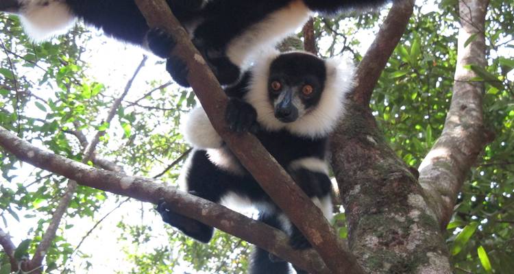 Circuit de 11 jours à l'est de Madagascar - Fosa Travel 3