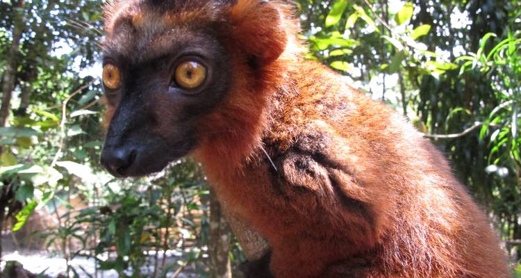 Circuit de 11 jours à l'est de Madagascar - Fosa Travel 4