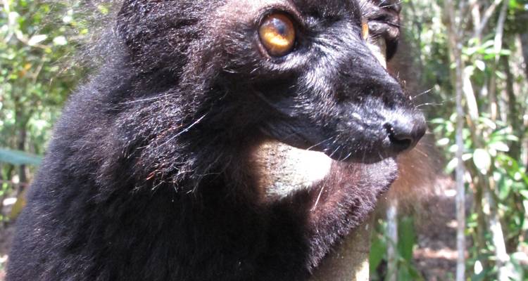 Circuit de 11 jours à l'est de Madagascar - Fosa Travel 2