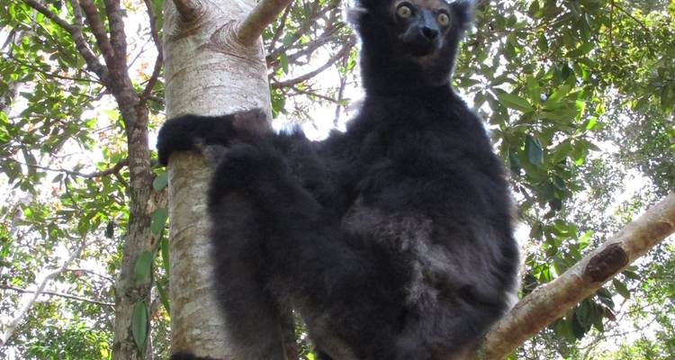 Circuit de 11 jours à l'est de Madagascar - Fosa Travel 6