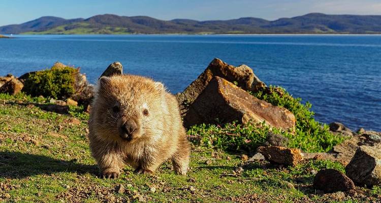 Marcher sur la côte est de la Tasmanie (6 destinations) - Intrepid Travel 10