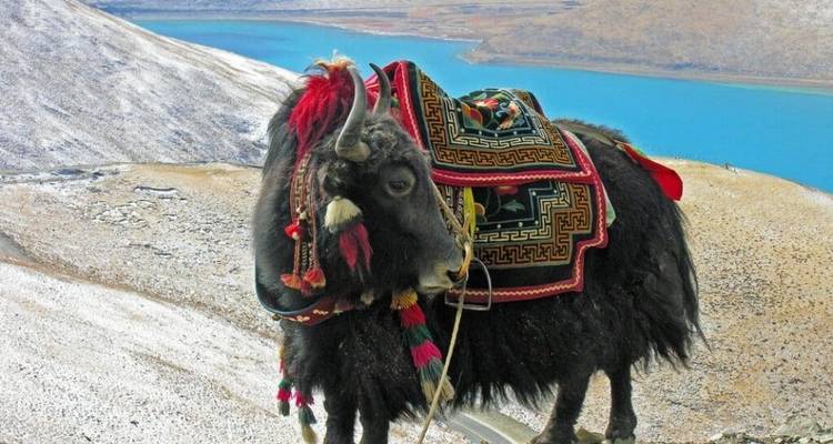 Valle de Spiti de 9 días - circuito fotográfico por el inolvidable Himalaya - IHCT Heritage & Adventure  Tours 6