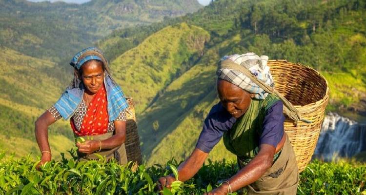 Descubre Sri Lanka: Colombo, cuevas y rutas del té - MTA Destination Management Company 2