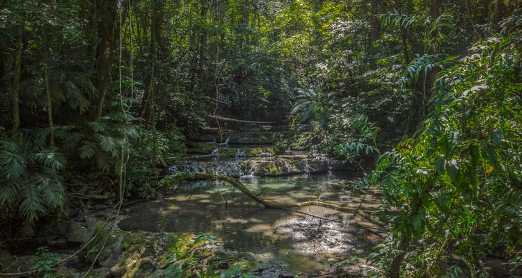 Un bassin de jungle ombragé avec des rochers couverts de mousse et une dense végétation verte entourant une eau tranquille.
