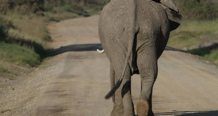 Safari de 2 días por el Tsavo Oriental desde Diani Mombasa Kenia - Smile view Kenya tours and travel 4