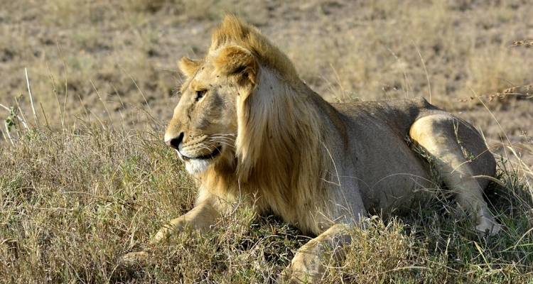 Safari de 2 días por el Tsavo Oriental desde Diani Mombasa Kenia - Smile view Kenya tours and travel 2