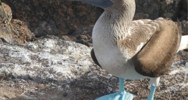 4 días de excursión completa por las Islas Galápagos - Rebecca Adventure Travel 4