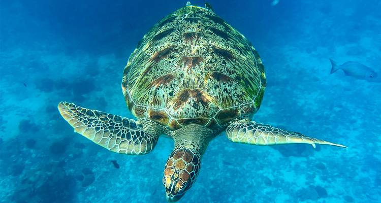 Primer plano subacuático de una tortuga marina nadando.