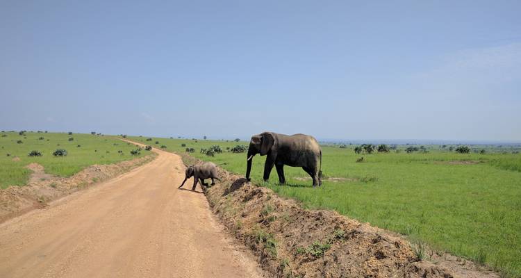 À la rencontre des gorilles et des chimpanzés en Ouganda à petit budget pour 4 jours - Enchanted Uganda Safaris Ltd  1