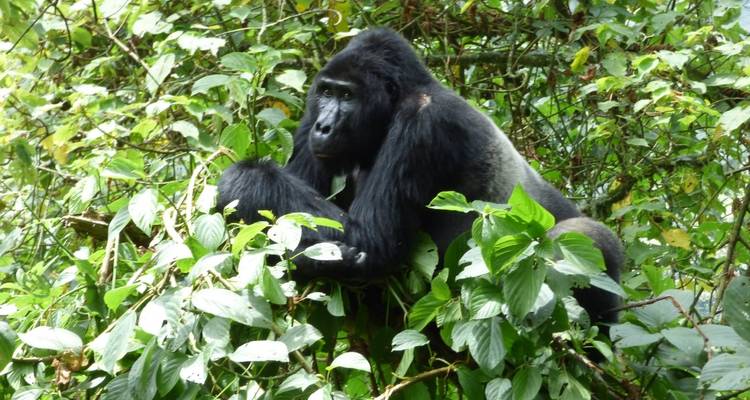 À la rencontre des gorilles et des chimpanzés en Ouganda à petit budget pour 4 jours - Enchanted Uganda Safaris Ltd  3