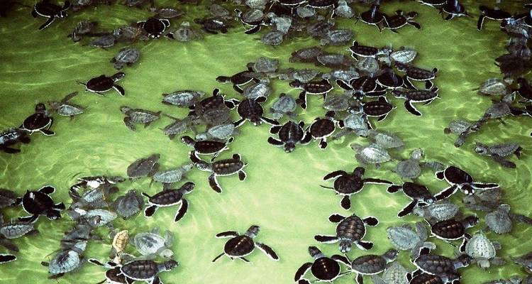 Groep baby zeeschildpadden zwemmend in een vijver.