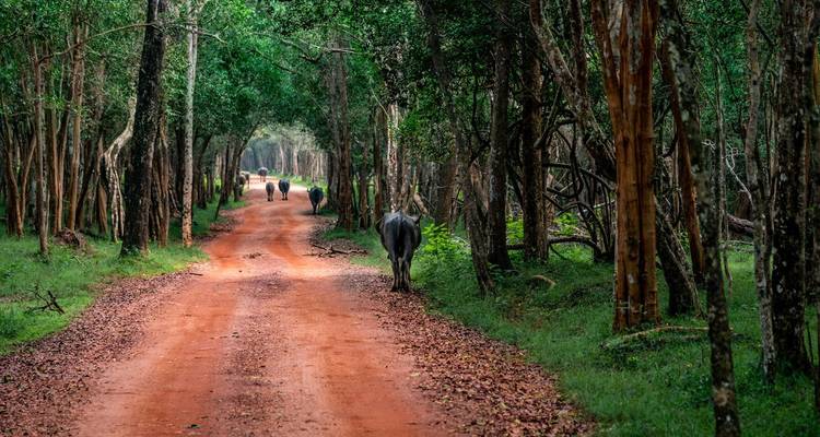 06 jours d'un Sri Lanka à petit prix - Apple Vacations Pvt Ltd 2