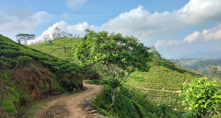 06 jours d'un Sri Lanka à petit prix - Apple Vacations Pvt Ltd 3