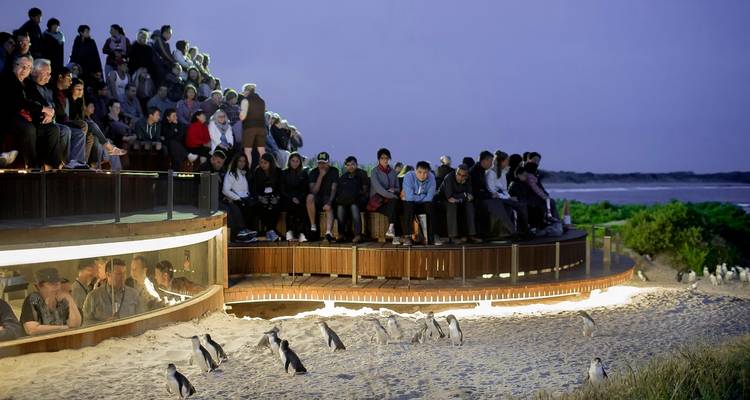 【Melbourne】All Inclusive Discover 6 Days Touring Packages - Delightful Travel 1