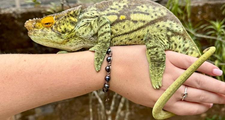 Caméléon se reposant sur la main d'une personne.