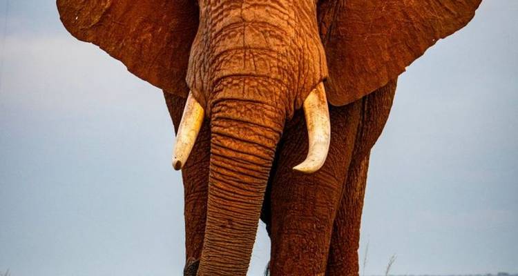 5 Días de safari- Amboseli- Parques del Tsavo- Final en la playa - African Breeze Safaris 2