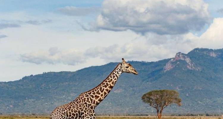5 Días de safari- Amboseli- Parques del Tsavo- Final en la playa - African Breeze Safaris 7
