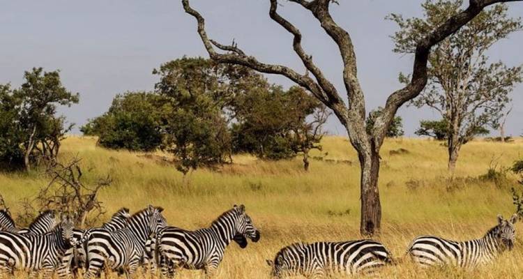 5 Días de safari- Amboseli- Parques del Tsavo- Final en la playa - African Breeze Safaris 8