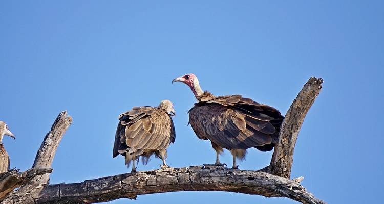 Dos buitres posados en la rama de un árbol.