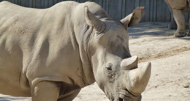 Experiencia en la reserva de Caza Thula Thula 4 días /3 noches - confort - Across Africa Tours & Travel 1