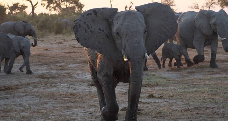 Experiencia en la reserva de Caza Thula Thula 4 días /3 noches - confort - Across Africa Tours & Travel 4