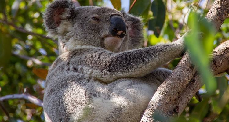 AUSTRALIA – Fiji Highlights with Brisbane Cairns Melbourne Sydney - Bucket List Group Travel LLC 4