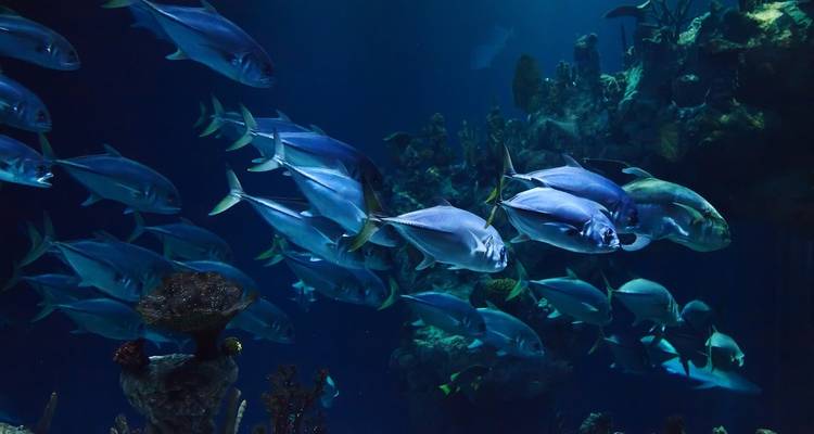 AUSTRALIA – Fiji Highlights with Brisbane Cairns Melbourne Sydney - Bucket List Group Travel LLC 9