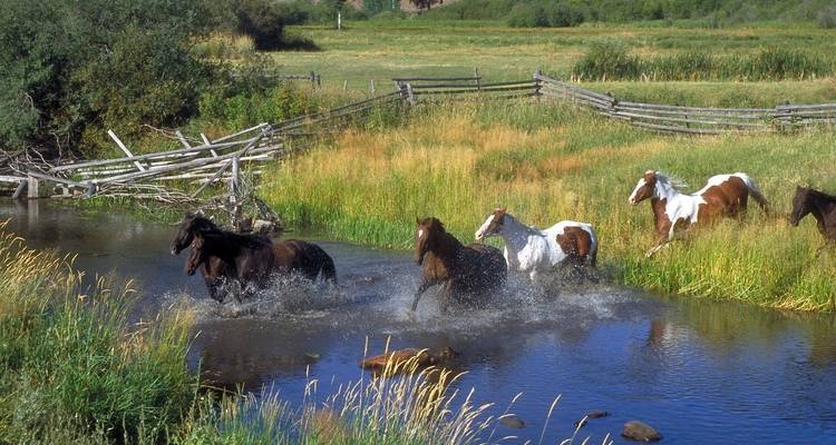 USA aventure à Yellowstone et Grand Tetons - 6 jours - Bucket List Group Travel LLC 3