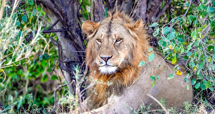 Un león descansando bajo un árbol en la naturaleza.
