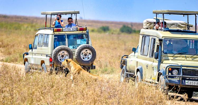 Vehículos de safari cerca de un león en la sabana.