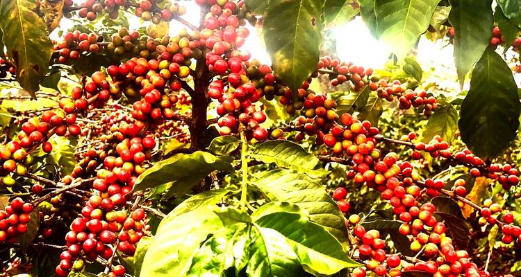 Excursión a la Granja de café Fairview Estate con recogida en Nairobi - Gracepatt Ecotours Kenya 6