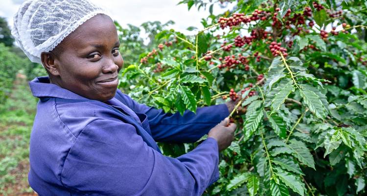 Excursión a la Granja de café Fairview Estate con recogida en Nairobi - Gracepatt Ecotours Kenya 1