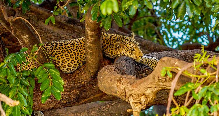 Viaje a Botsuana personalizado con safari en campamento Móvil - salida diaria - Agate Travel 3