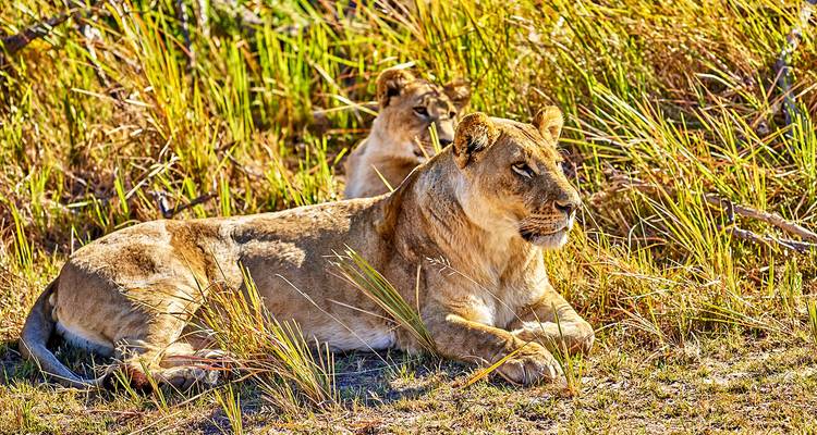 Aventura personalizado en Botsuana por el Delta del Okavango - salida diaria - Agate Travel 6
