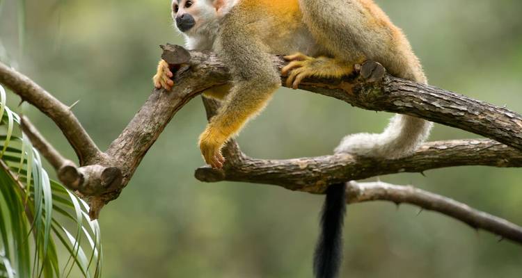 Costa Rica : Trek, vélo et rafting - Intrepid Travel 7