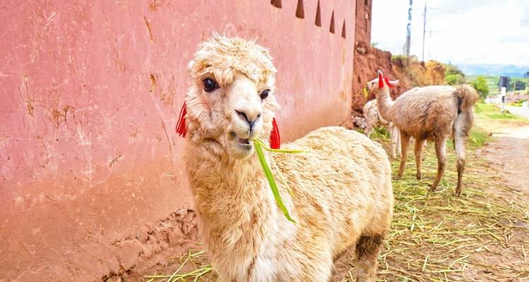 Tailor-Made Private Tour to Brazil and Peru with Daily Departure - Agate Travel 4