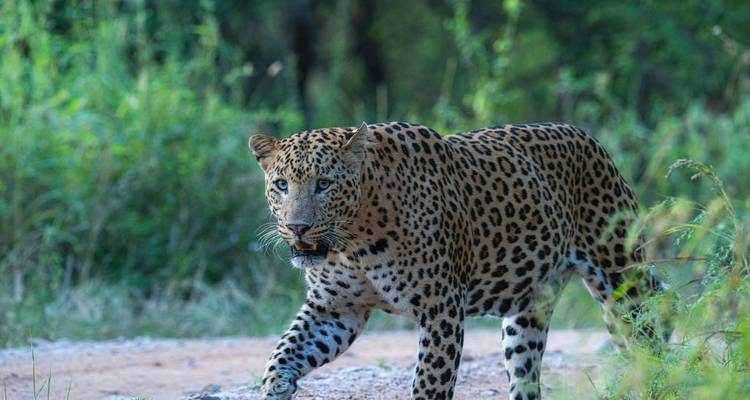 Circuit du Triangle d'Or avec safari léopard à Ranthambore et Jhalana - Agra Taj Visit 9