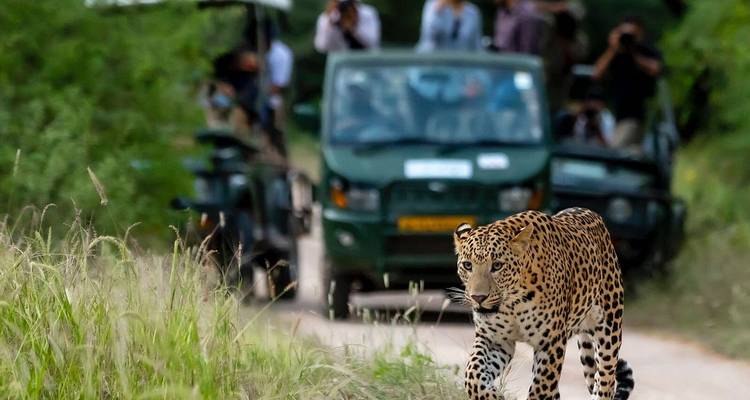 Circuit du Triangle d'Or avec safari léopard à Ranthambore et Jhalana - Agra Taj Visit 10