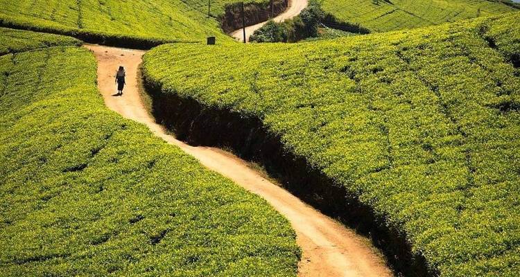 Travel with Kids Family Friendly 14 Days Summer [4* Beach Holiday] - showlanka tours  4