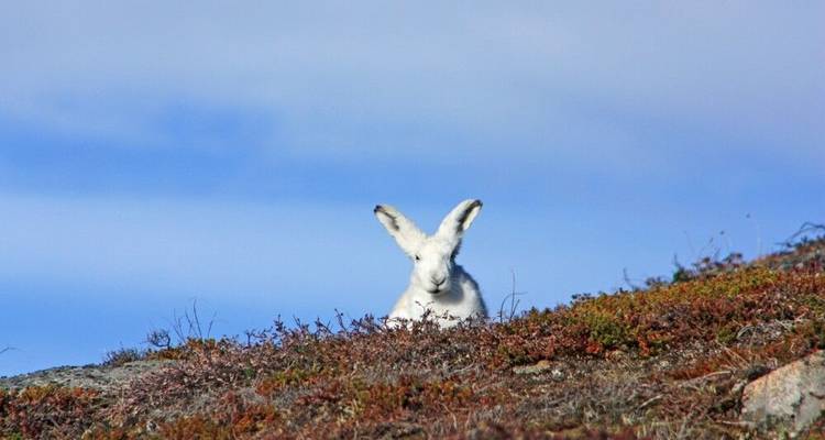 Inuit, Icebergs and Northern Lights - DIAMIR Erlebnisreisen 7