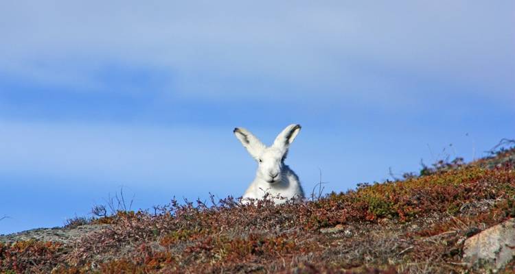 Witte poolhaas in een graslandschap.