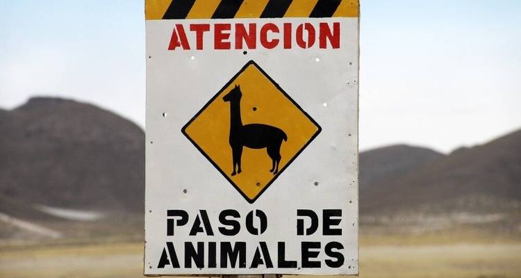 Desierto de sal, cumbres andinas y llamas - DIAMIR Erlebnisreisen 1