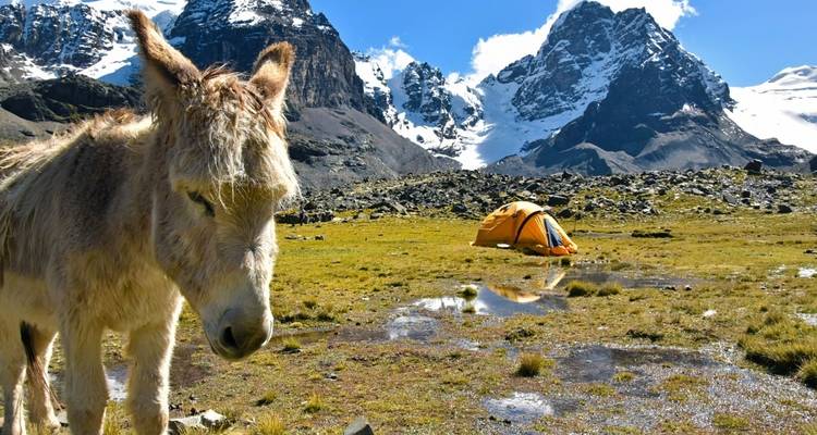 A donkey standing in a mountain landscape with tents.