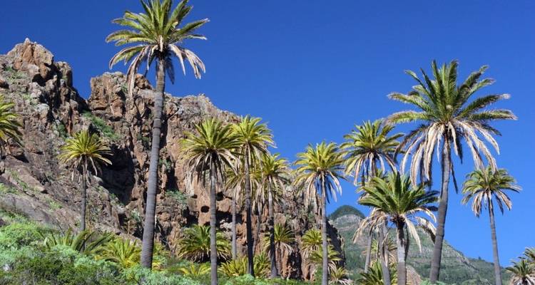 Palmeras contra un paisaje rocoso bajo un cielo azul claro.