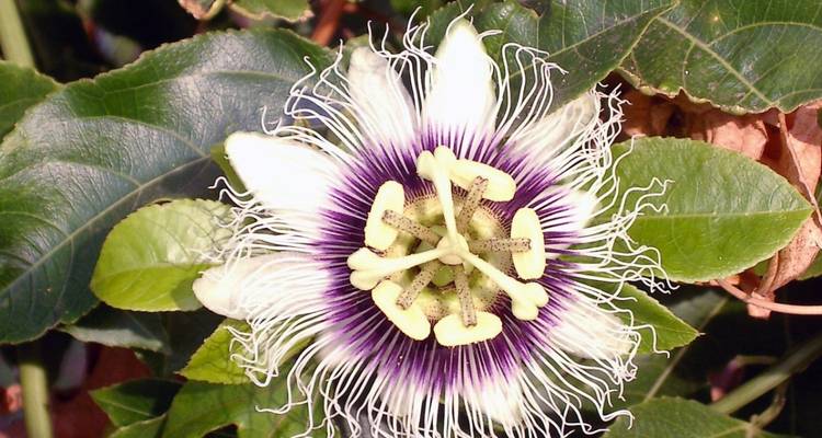 Primer plano de una flor de la pasión.